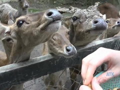 Brunetka, Přítelkyně, Piercing, Různé pohledy, Nafouklé bradavky, Sukně, Kouření, Vibrátor