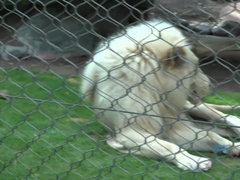 Blondynka, Obciąganie, Sperma, Obciąganie stopami, Dziewczyna, Punkt widzenia, Chudy, Cycki