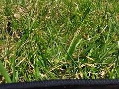 Blottande, Upskirt, Voyeur