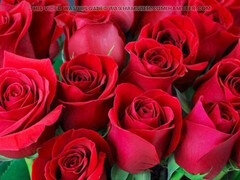 Analny, Z odbytu do ust, Sypialnia, Zdrada, Obciąganie, Indyjski, Mamuśka, Mama