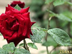 Анальный секс, Эротика, Секс без цензуры, Хд, Милф, На природе, Лизание жопы, Мачеха