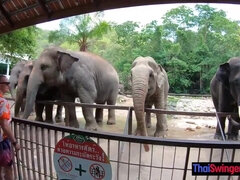 Obciąganie, Brunetka, Hardcore, Hd