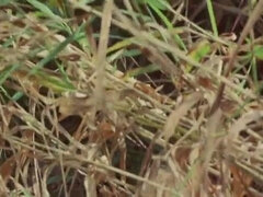 Nemecké, Zastarané