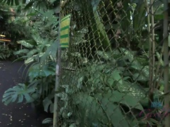 Amatør, Strand, Pik sutte, Udendørs, Pov, Offentlig, Nederdel, Snugkigger